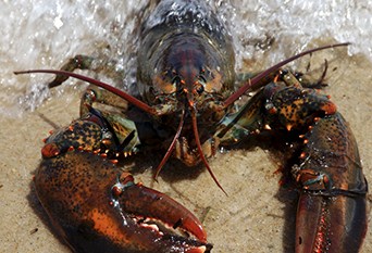 Humr americký, American Lobster, Homarus americanus