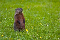 800px-groundhog-standing2