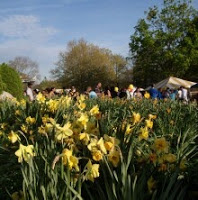 DaffodilDay 220