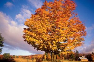 Maple-Tree-720x476