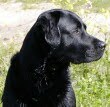 black_lab_bart