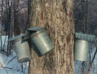 vermont tapping tree